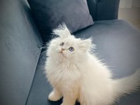 Maviş göz british longhair