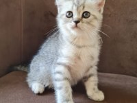 2 aylık erkek british shorthair silver yavrumuz
