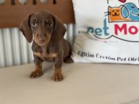 Petmode köpek çiftliğinde ziyarete açık dachshund