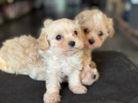 Petmode köpek çiftliğinde ziyarete açık maltipoo