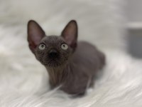 sphynx sfenks tüysüz dişi erkek yavru