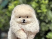 Pomeranian boo köpeğimiz