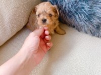 Petmode köpek çiftliğinden show kalite morkie yavrular