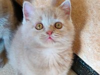 DİŞİ LİLAC ŞEKERİLİNKOO KEDİMİZ