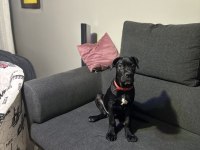 SCR Lİ CANE CORSO
