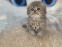 Blue golden baba şecereli A kalite scottish fold