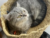 British shorthair yavrumuza yeni bir aile arıyoruz