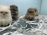 Tea cup pomeranian boo yavrularımızı canlı görün