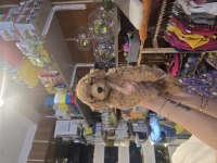 Erkek Toy Poodle