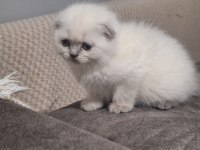 Güzel top yüzlü yavru scottish fold teslime hazır