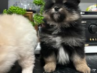 40 Günlük Pomeranian siyah ve beyaz