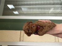 Toy poodle yavrularımız yeni yuvalarını arıyor