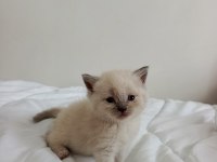 Her cins kedi bulunur