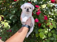 ORİJİNAL ÖZEL RENK PUG MOPS BEBEKLER