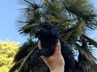 ÖZEL RENK TEACUP POODLE WC (PET) EĞİTİMLİ