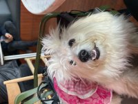 MALTESE TERRİER KIZIM MİLA