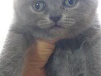 British shorthair