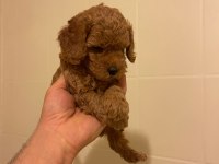 Erkek dişi toy poodle yavrular