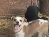 Jack Russell Terrier Erkek 6 Aylık Takas Veya Uyguna