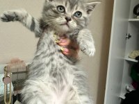 Irkının hası british shorthair