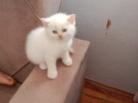 Evde doğan çok uyguna orjinal british shorthair yavrular