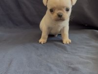 Platium Pug Köpeği