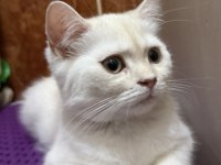 British iran chinchilla