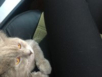 British kedi