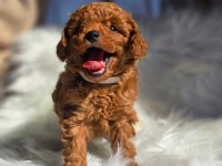 Bisküvi tadında toy poodle