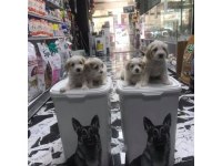 Maltipoo Yavrularımız Fenomen Pet Shop Ta