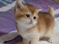 British Shorthair Golden NY12