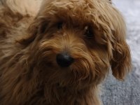 5 aylık erkek maltipoo köpeğimiz