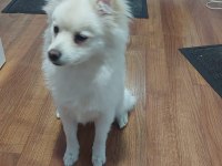 Pomeranian Spitz