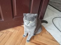 Scottish fold sahiplendirme