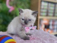 Prenses Kızım Irk Sağlık Garantili British Shorthair