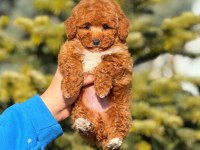 2.5 aylık yavru erkek poodle köpeğimiz