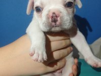 Tatlı, Sağlık ve Irk Garantili French Bulldog Yavruları