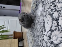 British shorthair ACİL SAHİPLENİLMESİ GEREKİYOR