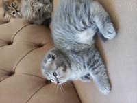 British longhair ve scottish fold yavrularımız