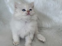 ŞAMPİYON KAN HATTINDAN BRITISH LONGHAIR BY1233 ERKEK