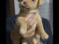 Chihuahua Yavrularımız Yeni Sahiplerine Bekliyor