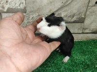 Tatlı Guinea Pig Yavruları İstanbul