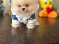 BAL GİBİ MİNİ AYICIK POMERANİAN