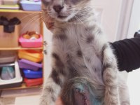 KOCAELİ ÜÇ PATİLİ FABRİKA KEDİCİĞİNE YUVA ARIYORUZ