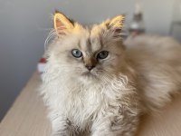 3 aylık british longhair erkek
