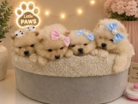 Dünyalar Tatlısı Japon Pomeranian Yavrularımız