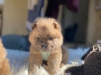 SON KALAN CHOW CHOW YAVRULAR