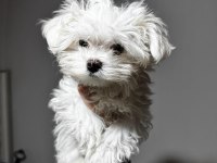 Üst sınıf maltese terrier yavrumuz