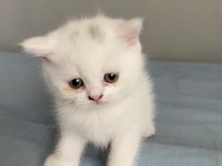 2 tane British Shorthair 1 tane Scottish Fold