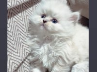 SAFKAN MAVİ GÖZ AYICIK SURAT BLUE POİNT KEDİMİZ